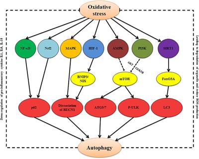 Bacterial Infections Affect Male Fertility: A Focus on the Oxidative Stress-Autophagy Axis